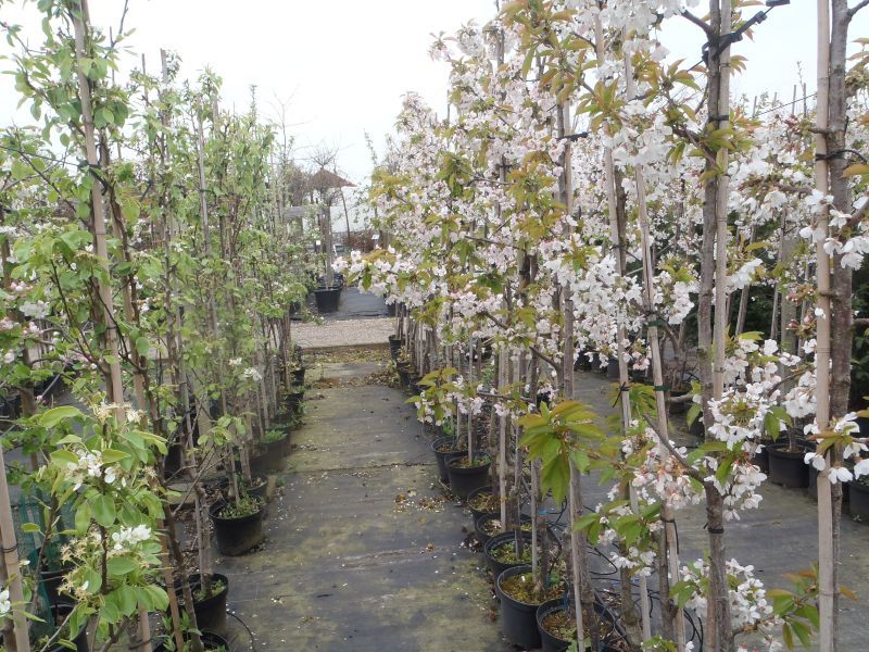Boomkwekerij Gelderland