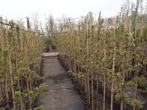 Leibomen planten