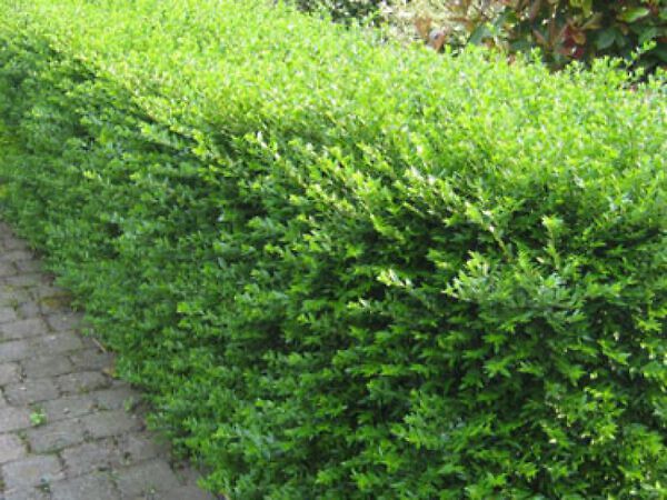 Haagplanten