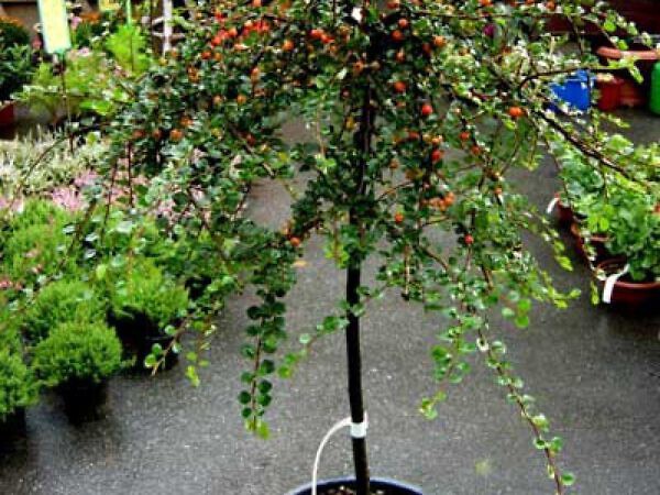 Leibomen groenblijvend