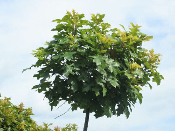 Walnotenboom