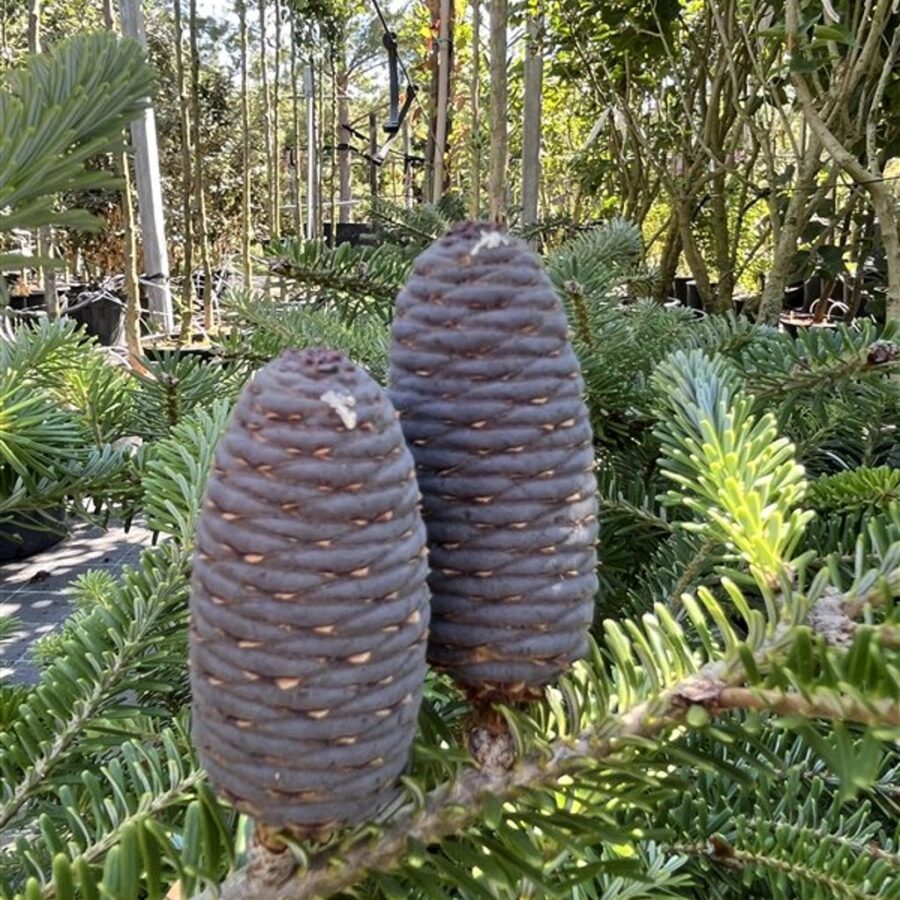 Abies koreana <span class='dutchtitlepart'>Koreaanse zilverspar</span>