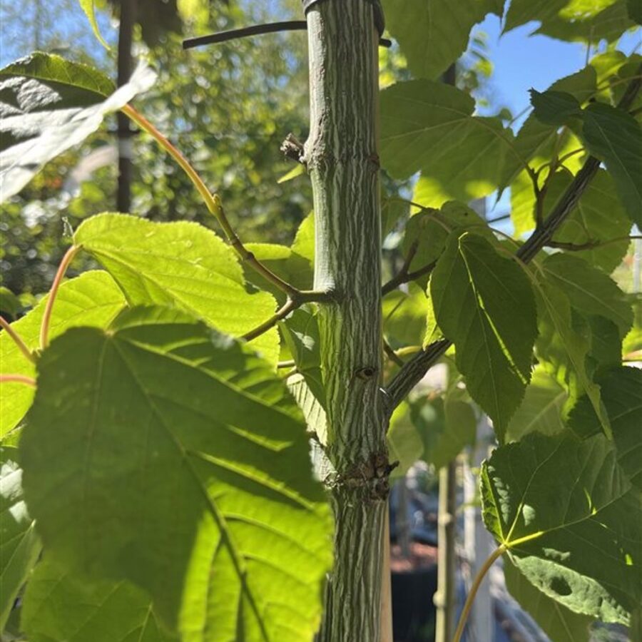 Acer davidii 'Viper' <span class='dutchtitlepart'>Slangenhuidesdoorn</span>