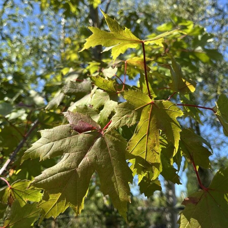 Acer freemanii Autumn Blaze Esdoorn