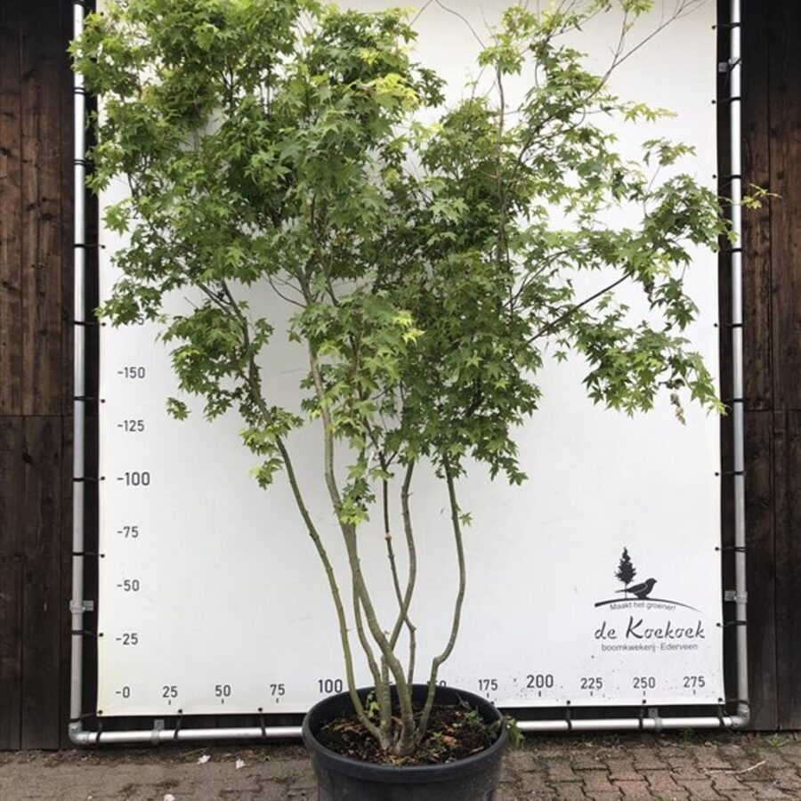 Acer palmatum <span class='dutchtitlepart'>Japanse esdoorn</span>