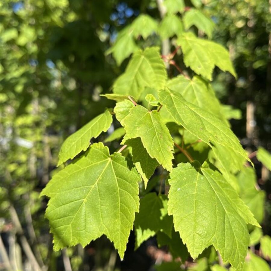 Acer rubrum <span class='dutchtitlepart'>Rode esdoorn</span>