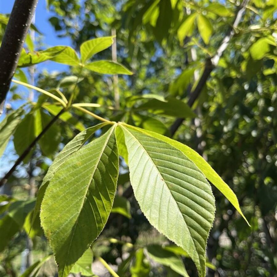 Aesculus 'Autumn Splendor' <span class='dutchtitlepart'>Paardenkastanje</span>