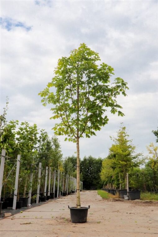 Aesculus hippocastanum <span class='dutchtitlepart'>Witte paardenkastanje</span>