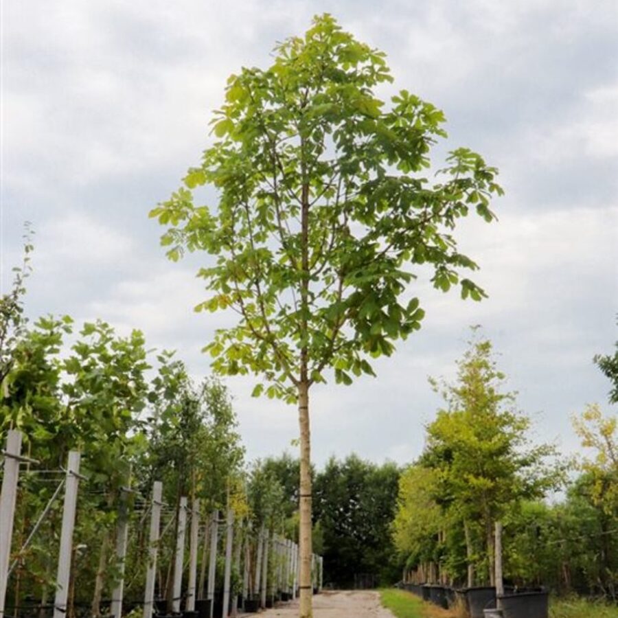 Aesculus hippocastanum <span class='dutchtitlepart'>Witte paardenkastanje</span>