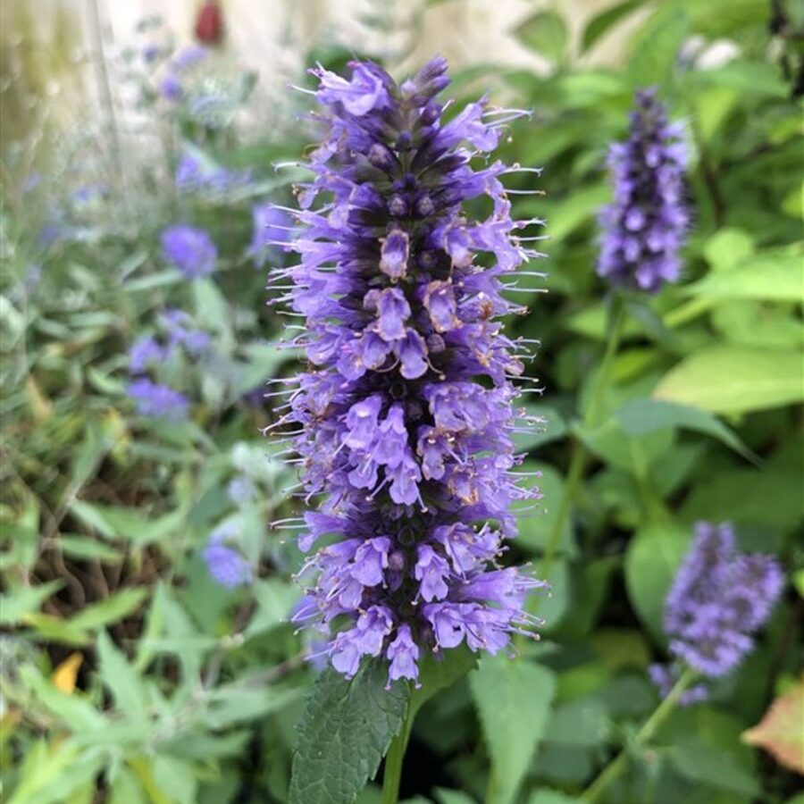 Agastache 'Black Adder' <span class='dutchtitlepart'>Dropplant</span>