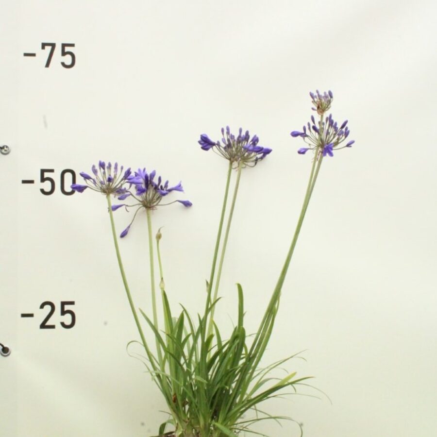 Agapanthus 'Charlotte' Afrikaanse lelie