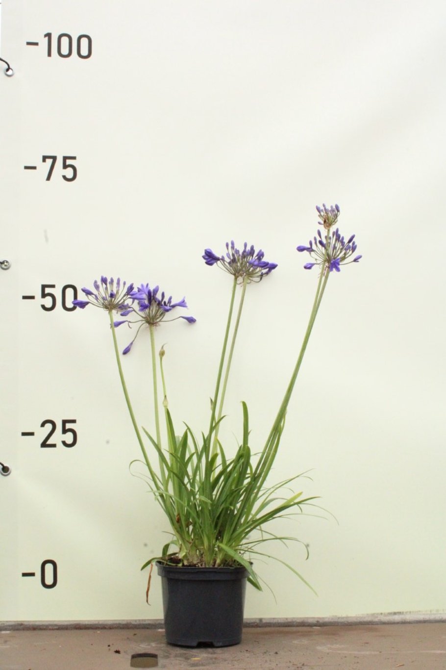 Agapanthus 'Charlotte' Afrikaanse lelie
