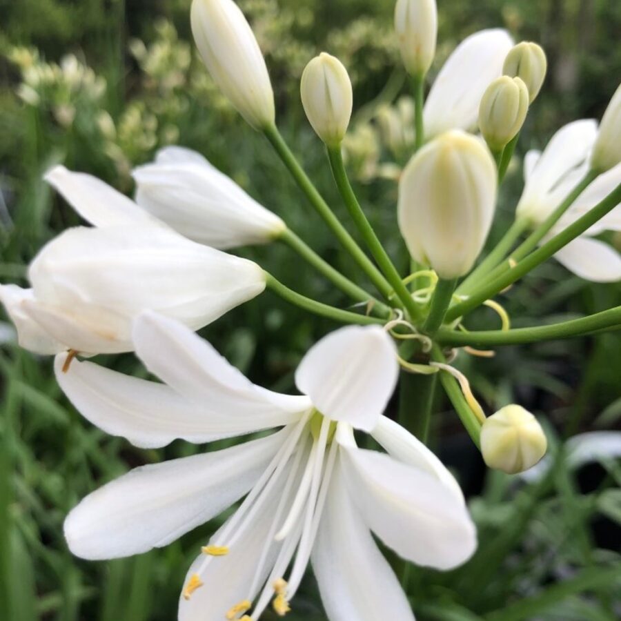 Agapanthus 'Petite Eskimo' <span class='dutchtitlepart'>Afrikaanse lelie</span>