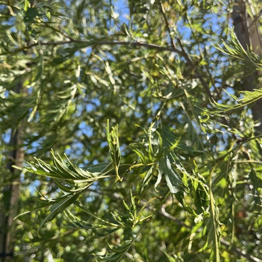 Alnus glutinosa 'Imperialis' Zwarte els