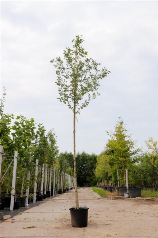 Alnus incana Witte els