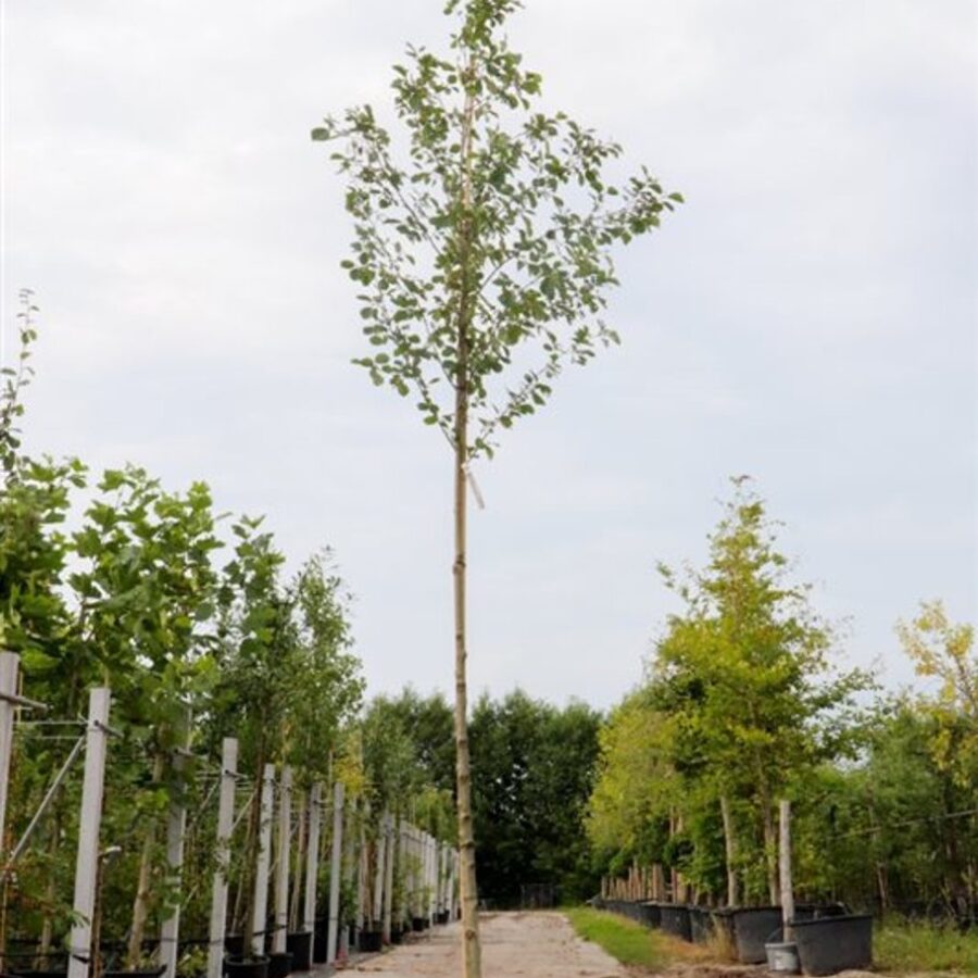 Alnus incana Witte els
