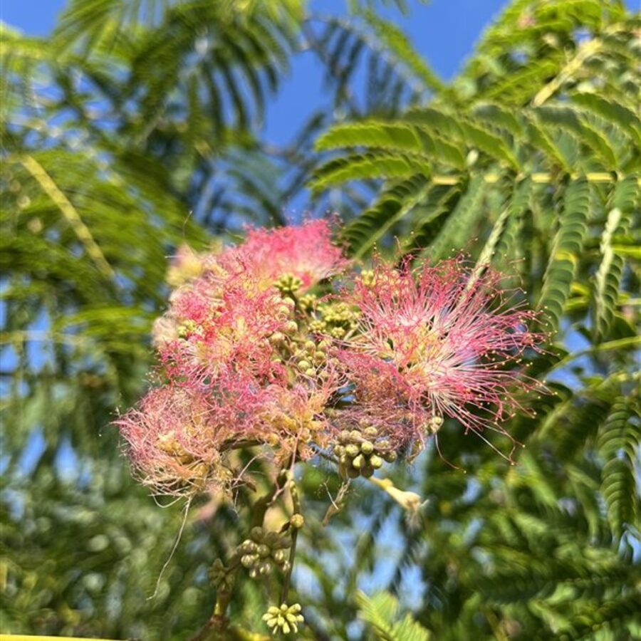 Albizia julibr. Ombrella Perzische slaapboom