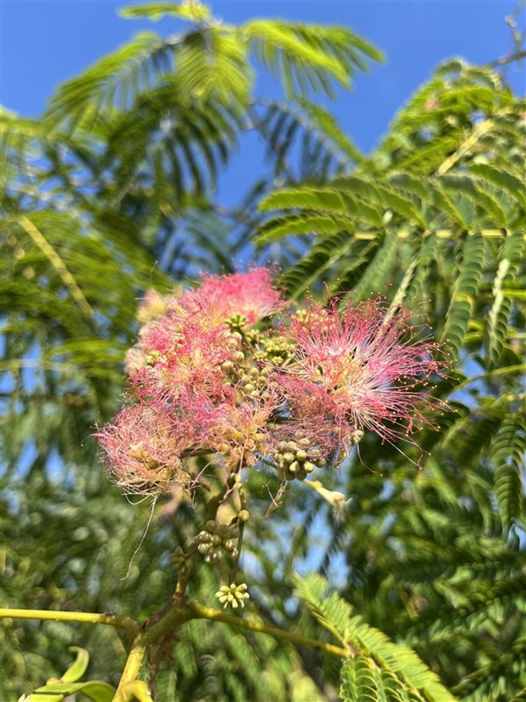 Albizia julibr. Ombrella Perzische slaapboom