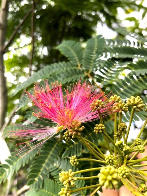 Albizia julibr. 'Rouge de tuiliere' Perzische slaapboom
