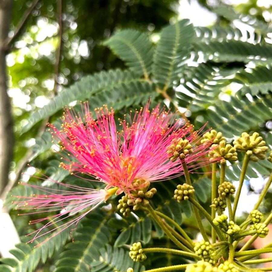Albizia julibr. 'Rouge de tuiliere' Perzische slaapboom