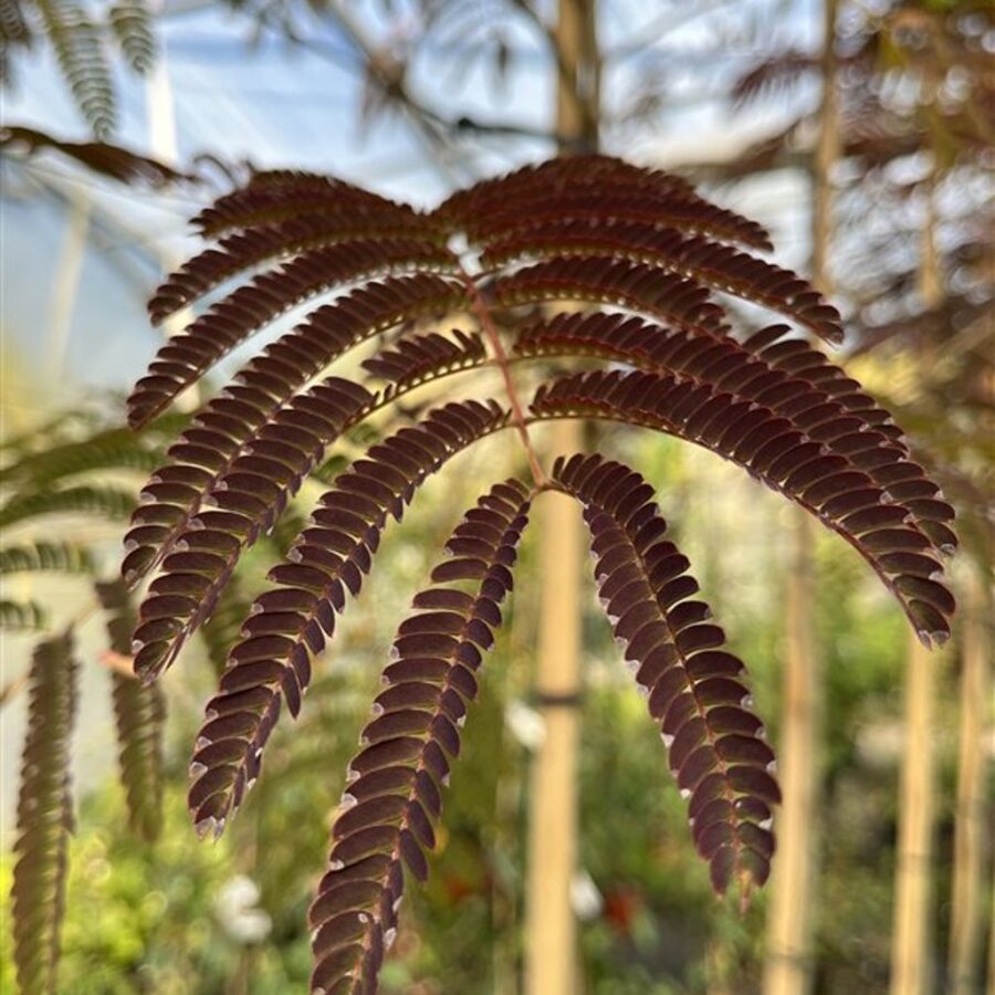 Albizia julibr. 'Summer Chocolate' <span class='dutchtitlepart'>Perzische slaapboom</span>