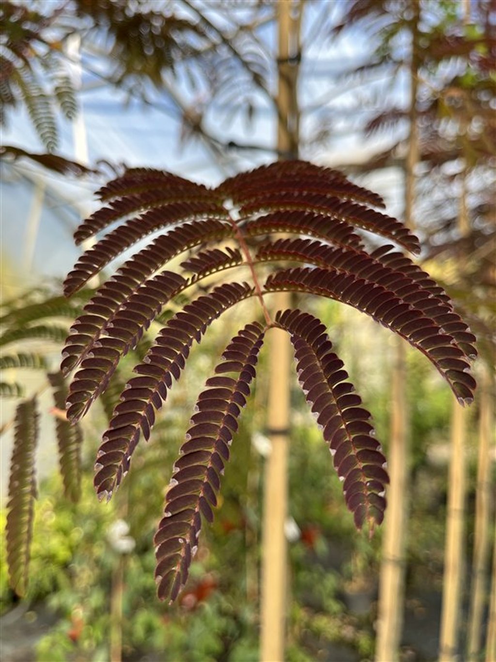 Albizia julibr. 'Summer Chocolate' <span class='dutchtitlepart'>Perzische slaapboom</span>
