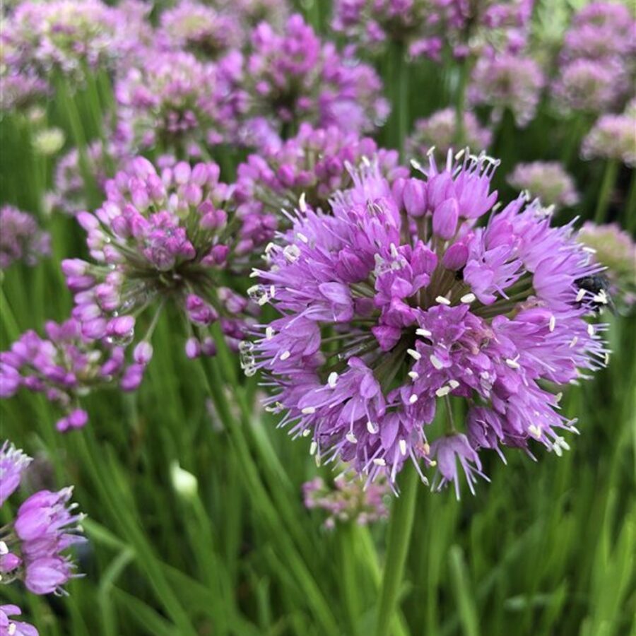 Allium 'Millennium' <span class='dutchtitlepart'>Sierui</span>