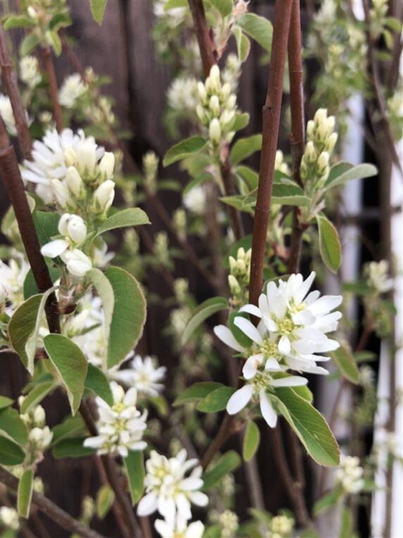 Amelanchier aln. 'Obelisk' <span class='dutchtitlepart'>Krentenboompje</span>