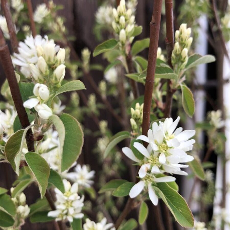 Amelanchier aln. 'Obelisk' <span class='dutchtitlepart'>Krentenboompje</span>