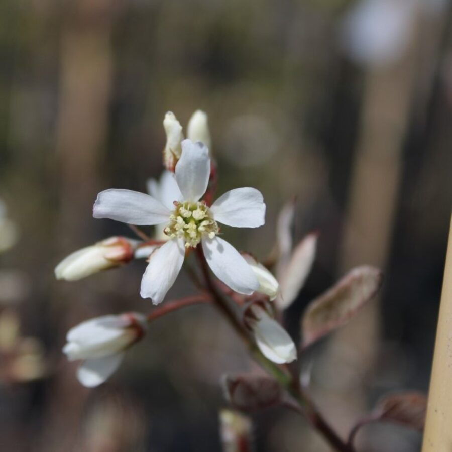 Amelanchier arborea 'Robin Hill' <span class='dutchtitlepart'>Krentenboompje</span>