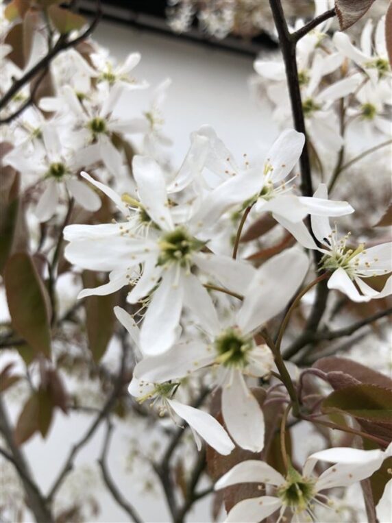 Amelanchier lamarckii <span class='dutchtitlepart'>Krentenboompje</span>