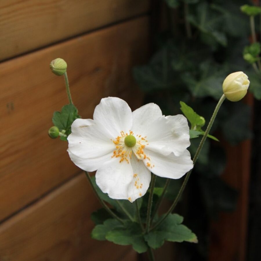 Anemone hyb. 'Honorine Jobert' Herfstanemoon