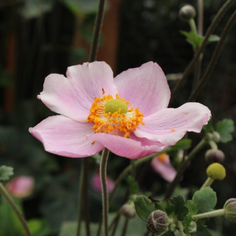 Anemone hyb. 'Serenade' <span class='dutchtitlepart'>Herfstanemoon</span>
