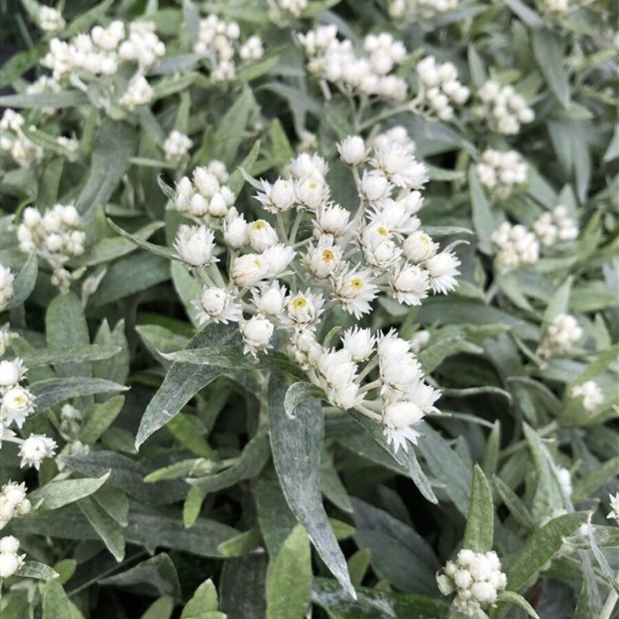 Anaphalis triplinervis <span class='dutchtitlepart'>Siberisch edelweiss</span>