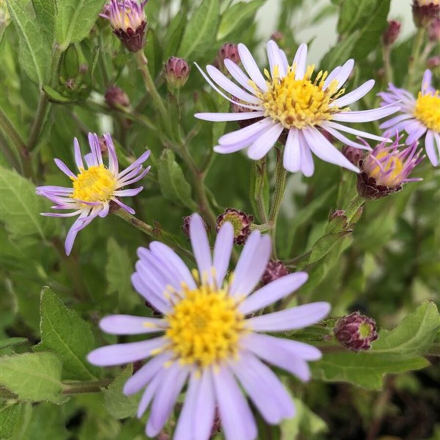 Aster ageratoides 'Asran' <span class='dutchtitlepart'>Herfstaster</span>