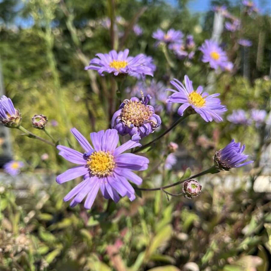 Aster amellus 'Rudolf Goethe' Herfstaster