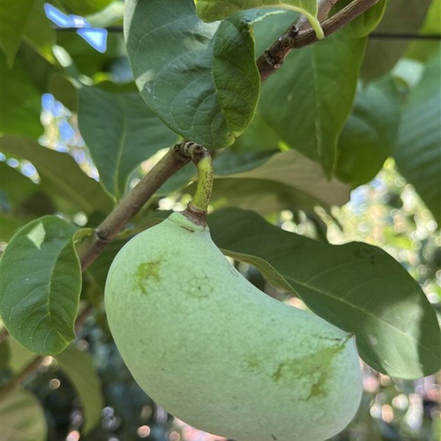 Asimina triloba Pawpaw