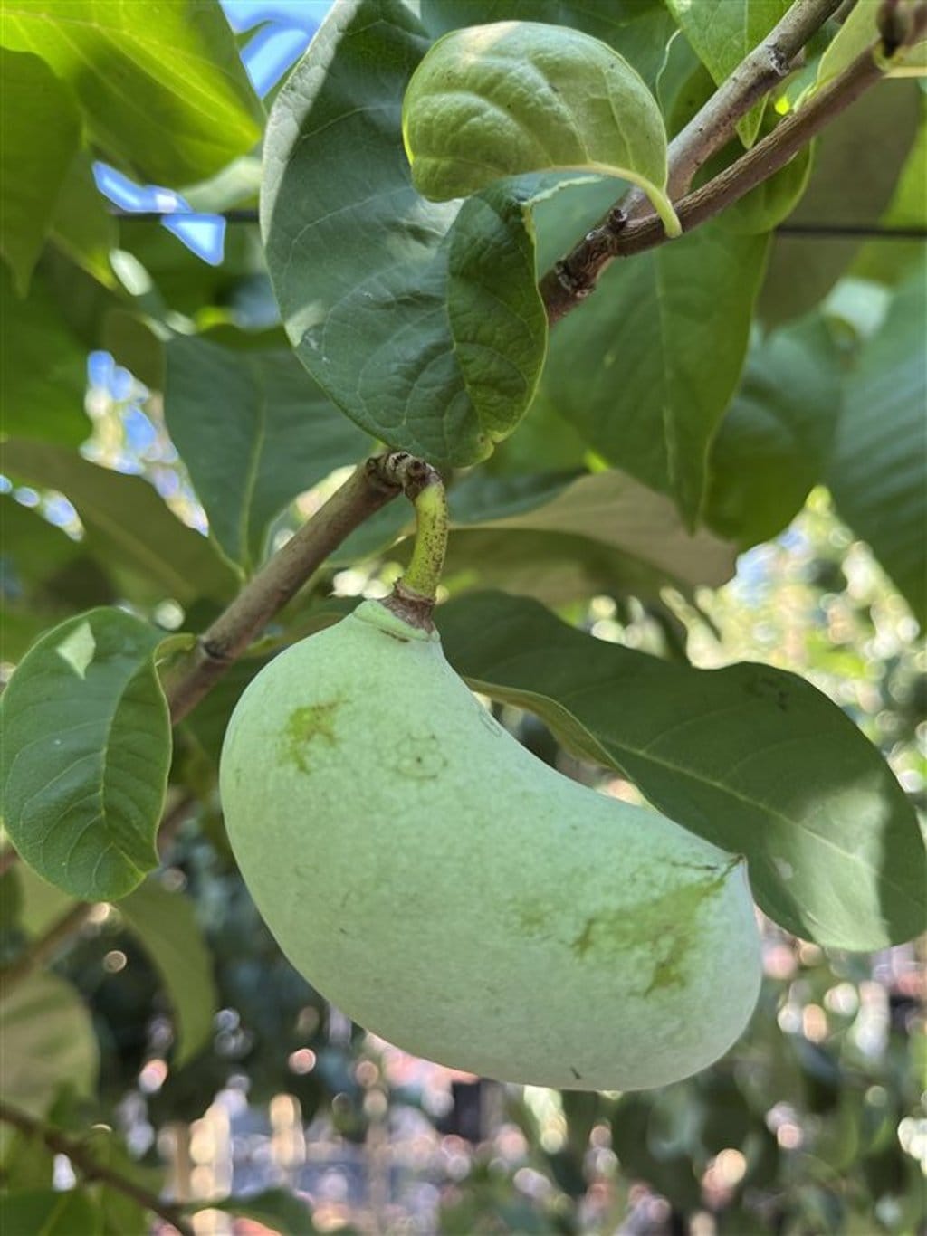Asimina triloba <span class='dutchtitlepart'>Pawpaw</span>