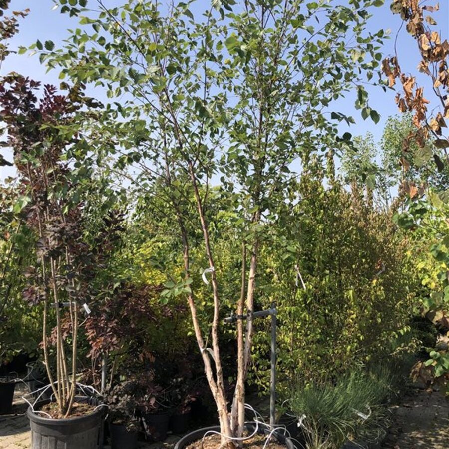 Betula nigra Zwarte berk