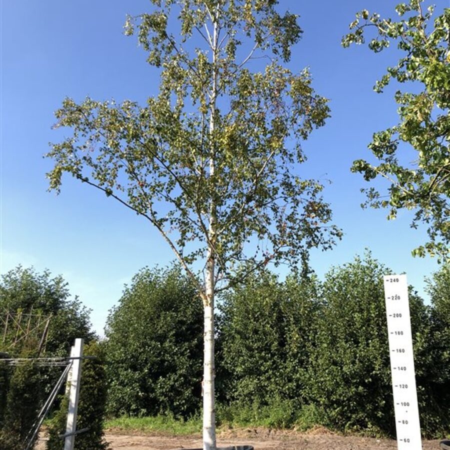 Betula pendula <span class='dutchtitlepart'>Ruwe berk</span>