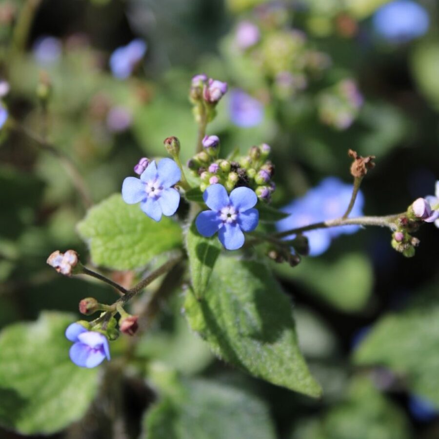 Brunnera macrophylla <span class='dutchtitlepart'>Kaukasisch vergeet-mij-nietje</span>