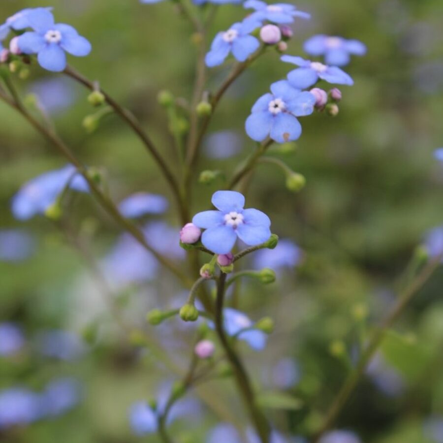 Brunnera macr. 'Jack Frost' <span class='dutchtitlepart'>Kaukasisch vergeet-mij-nietje</span>