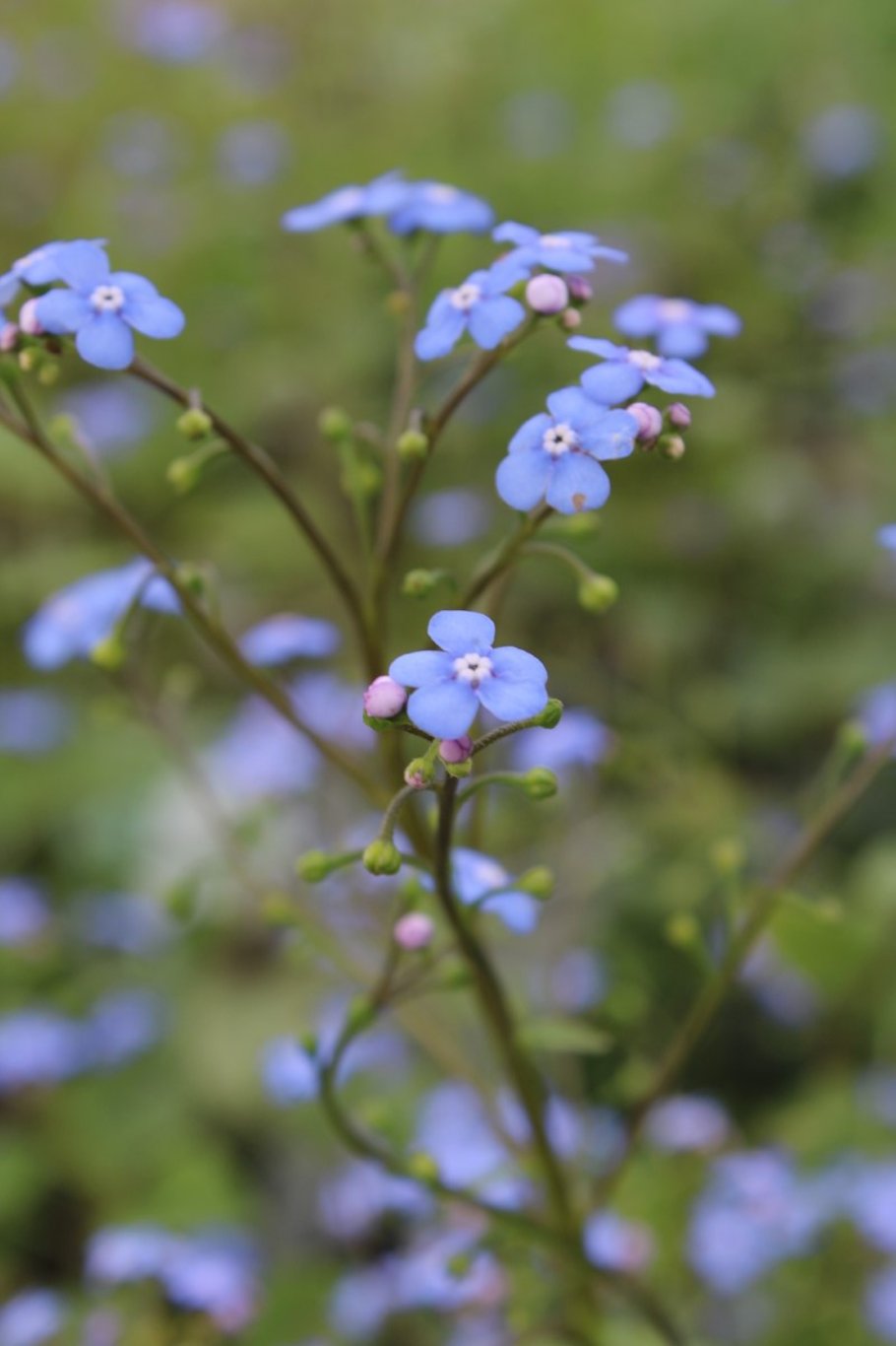 Brunnera macr. 'Jack Frost' <span class='dutchtitlepart'>Kaukasisch vergeet-mij-nietje</span>
