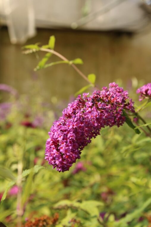 Buddleja d. 'Border Beauty' <span class='dutchtitlepart'>Vlinderstruik</span>