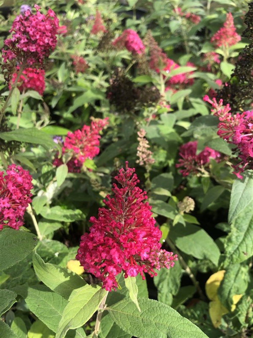 Buddleja But. Can. Little Ruby <span class='dutchtitlepart'>Dwergvlinderstruik</span>