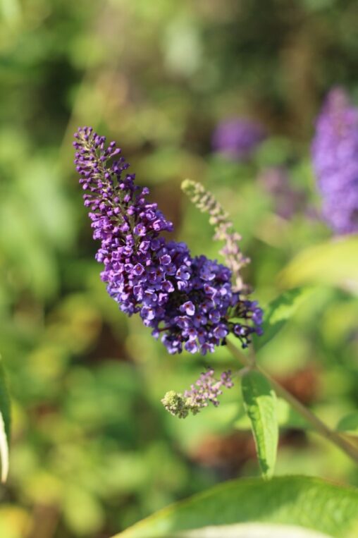 Buddleja d. 'Empire Blue' <span class='dutchtitlepart'>Vlinderstruik</span>