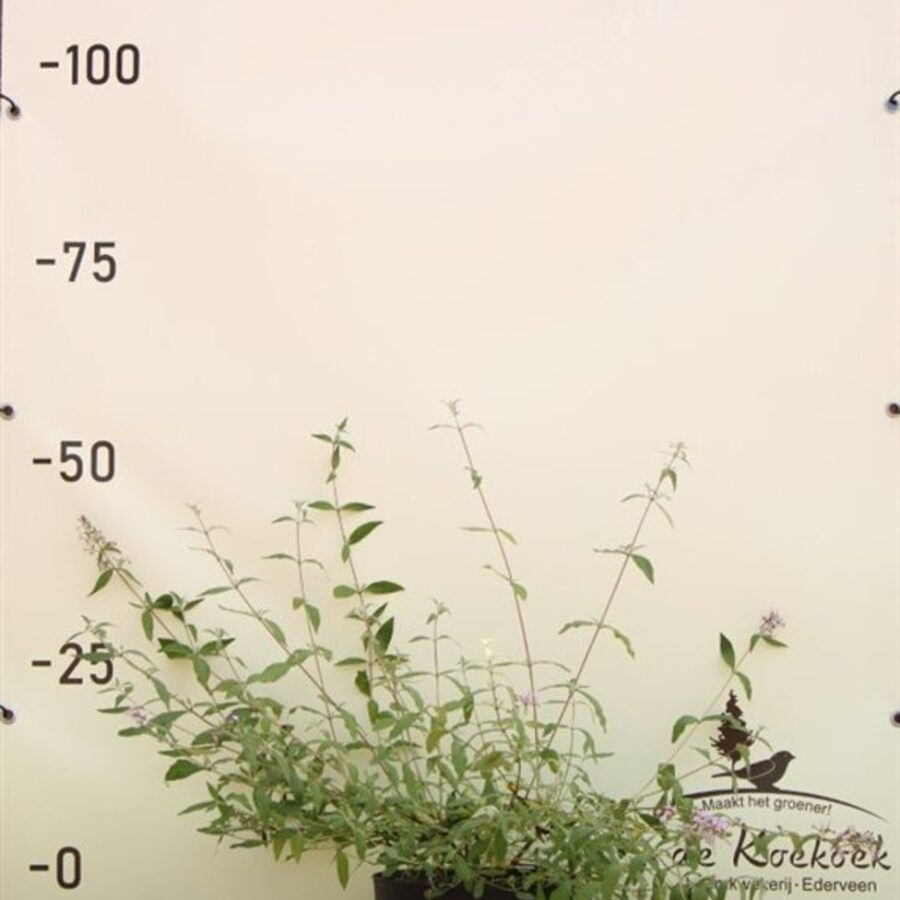 Buddleja davidii nanhoensis <span class='dutchtitlepart'>Vlinderstruik</span>