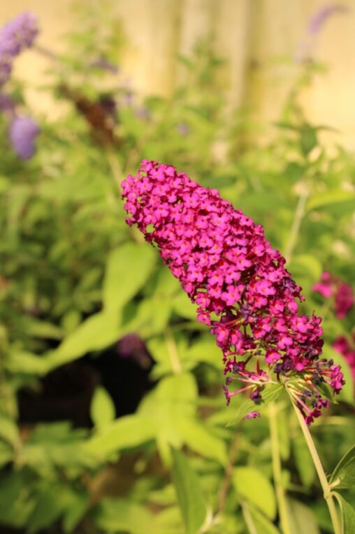 Buddleja d. 'Royal Red' <span class='dutchtitlepart'>Vlinderstruik</span>