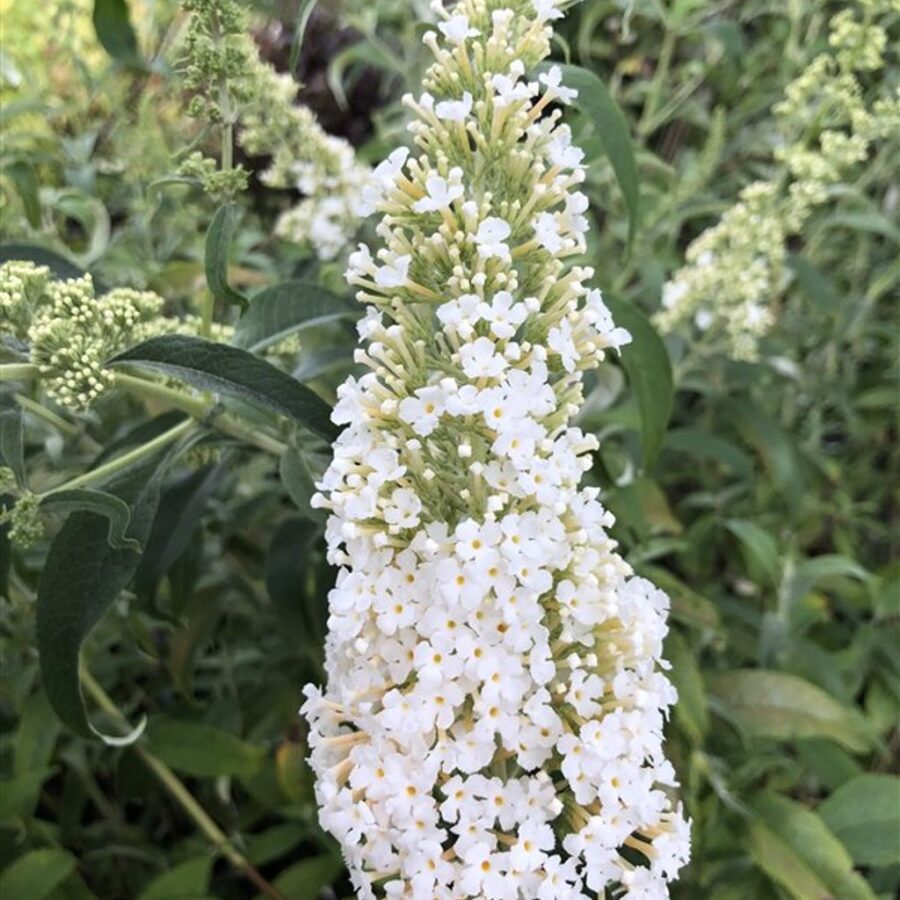 Buddleja d. 'White Profusion' <span class='dutchtitlepart'>Vlinderstruik</span>
