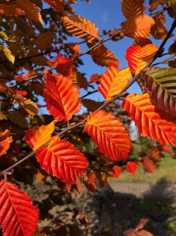 Carpinus bet. 'Orange Retz' <span class='dutchtitlepart'>Haagbeuk</span>